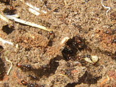 Solenopsis richteri