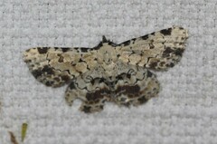 Sandava scitisignata