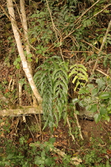 Asplenium flexuosum