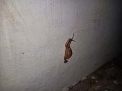 Ariophanta exilis