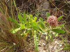 Leucospermum cuneiforme