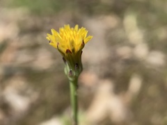 Hypochaeris glabra