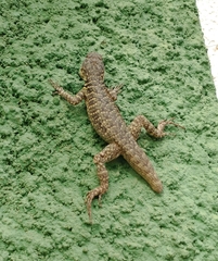 Tropidurus