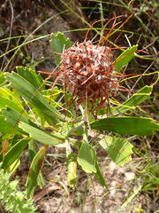 Leucospermum cuneiforme