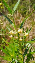 Gomphocarpus physocarpus