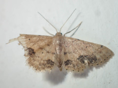 Idaea chotaria