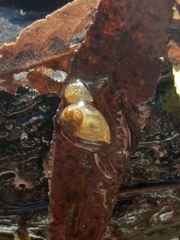 Ampullaceana balthica