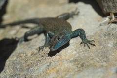 Dalmatolacerta oxycephala