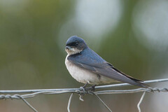 Hirundo dimidiata