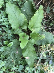 Arctium lappa