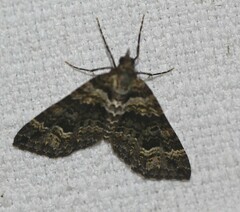 Crasilogia gressitti