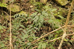 Asplenium gemmiferum