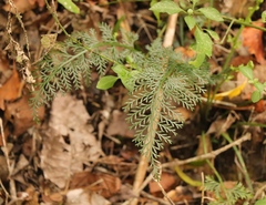 Asplenium rutifolium