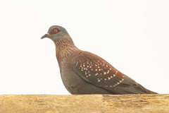 Columba guinea