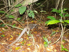 Phataginus tricuspis