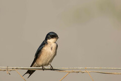 Hirundo dimidiata