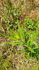 Gomphocarpus physocarpus