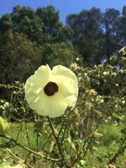 Hibiscus diversifolius