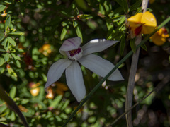 Caladenia alpina
