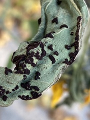 Puccinia helianthi