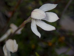 Caladenia alpina
