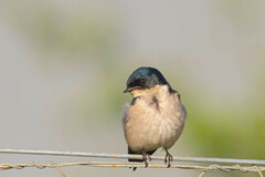 Hirundo dimidiata