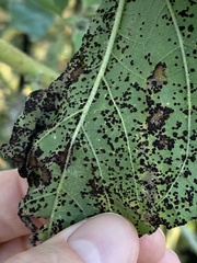 Puccinia helianthi