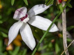 Caladenia alpina