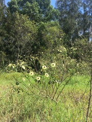 Hibiscus diversifolius