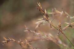 Cymbopogon marginatus