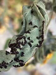 Puccinia helianthi
