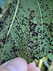 Puccinia helianthi