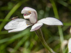 Caladenia alpina