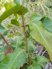 Curatella americana