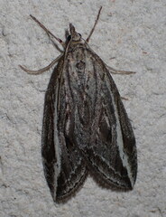 Chesias legatella
