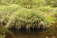 Cladium mariscus