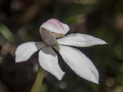 Caladenia alpina