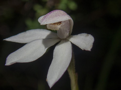 Caladenia alpina