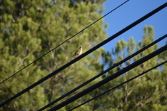 Lullula arborea