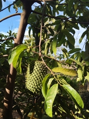 Annona muricata