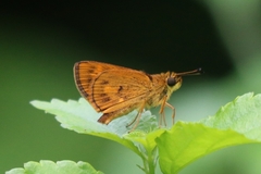 Oriens goloides