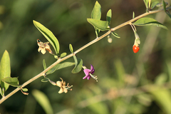 Lycium barbarum