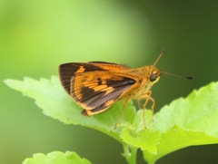 Oriens goloides