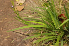 Aristea ensifolia