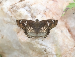 Caprona ransonnettii