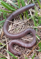 Amphisbaena darwinii