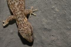 Afrogecko porphyreus