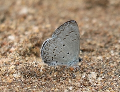 Celastrina lavendularis