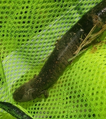 Siren intermedia