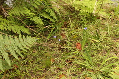 Aristea ensifolia